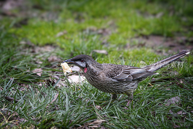 Red Wattlebird （Anthochaera carunculata）